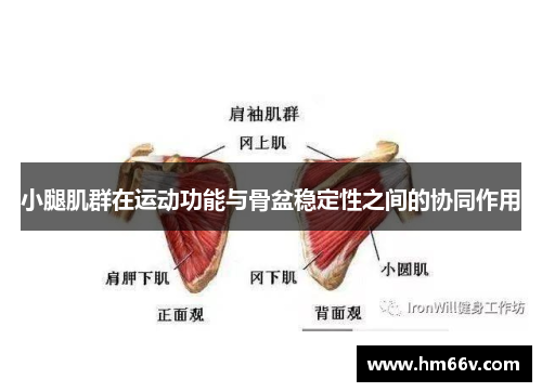 小腿肌群在运动功能与骨盆稳定性之间的协同作用